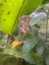 Load image into Gallery viewer, “Goddess of Gaia” Blue Earth Star Chakra Meta Healing Retreat to Costa Rica Nicoya peninsula & more